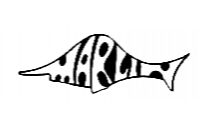 MARLIN